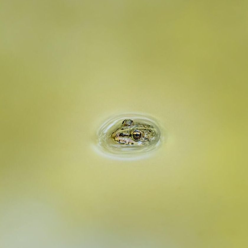 Grenouille sur fond uni