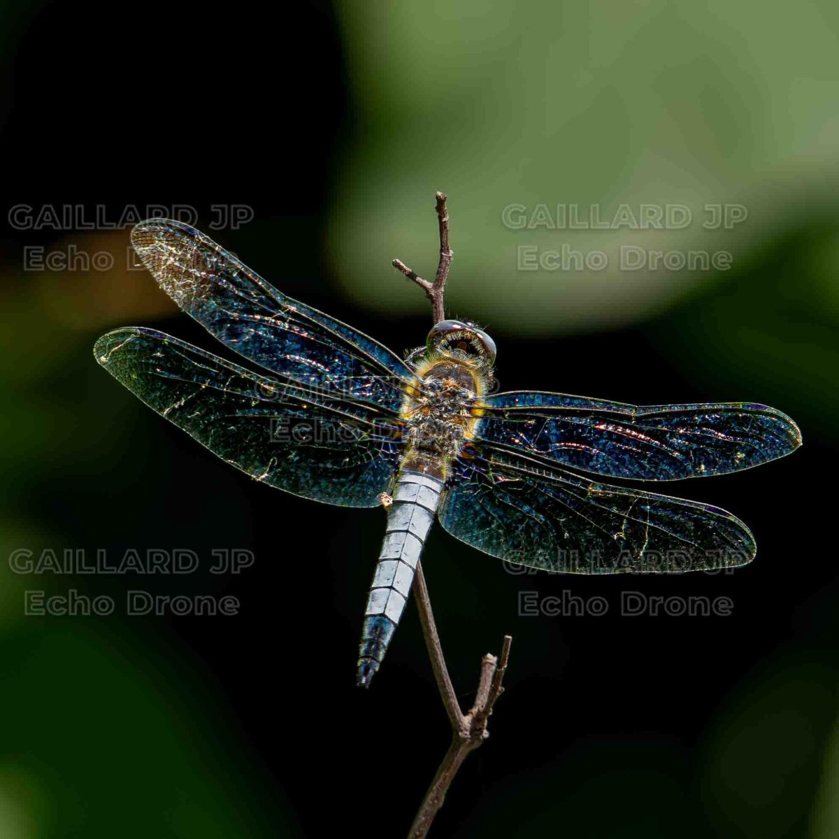 Insectes & Arachnides