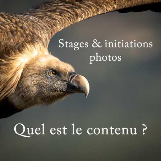 Formation photo animaliere et inititations