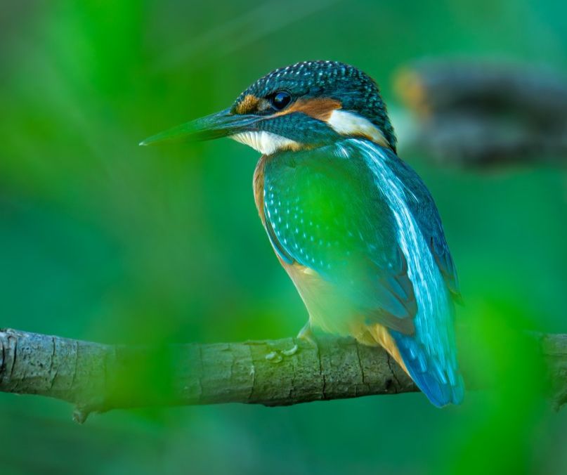 Photographie animalière d'un martin pécheur sur la rivière Drôme