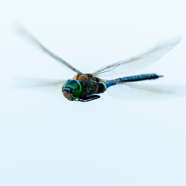 Initiation photo Initiation à la photo animalière en Drôme et Ardèche