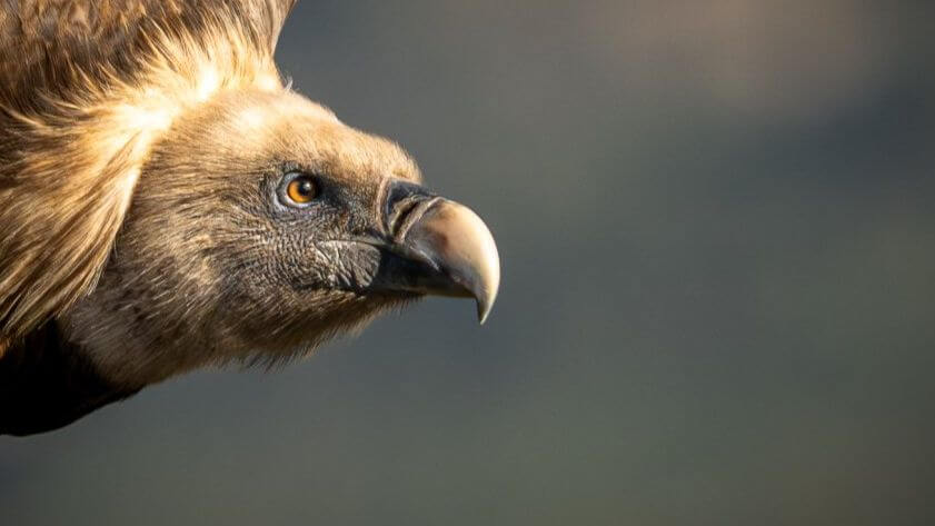 Photo portait d'un vautour fauve
