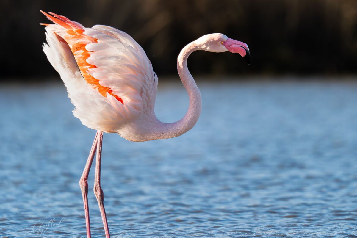 Photo flamands rose