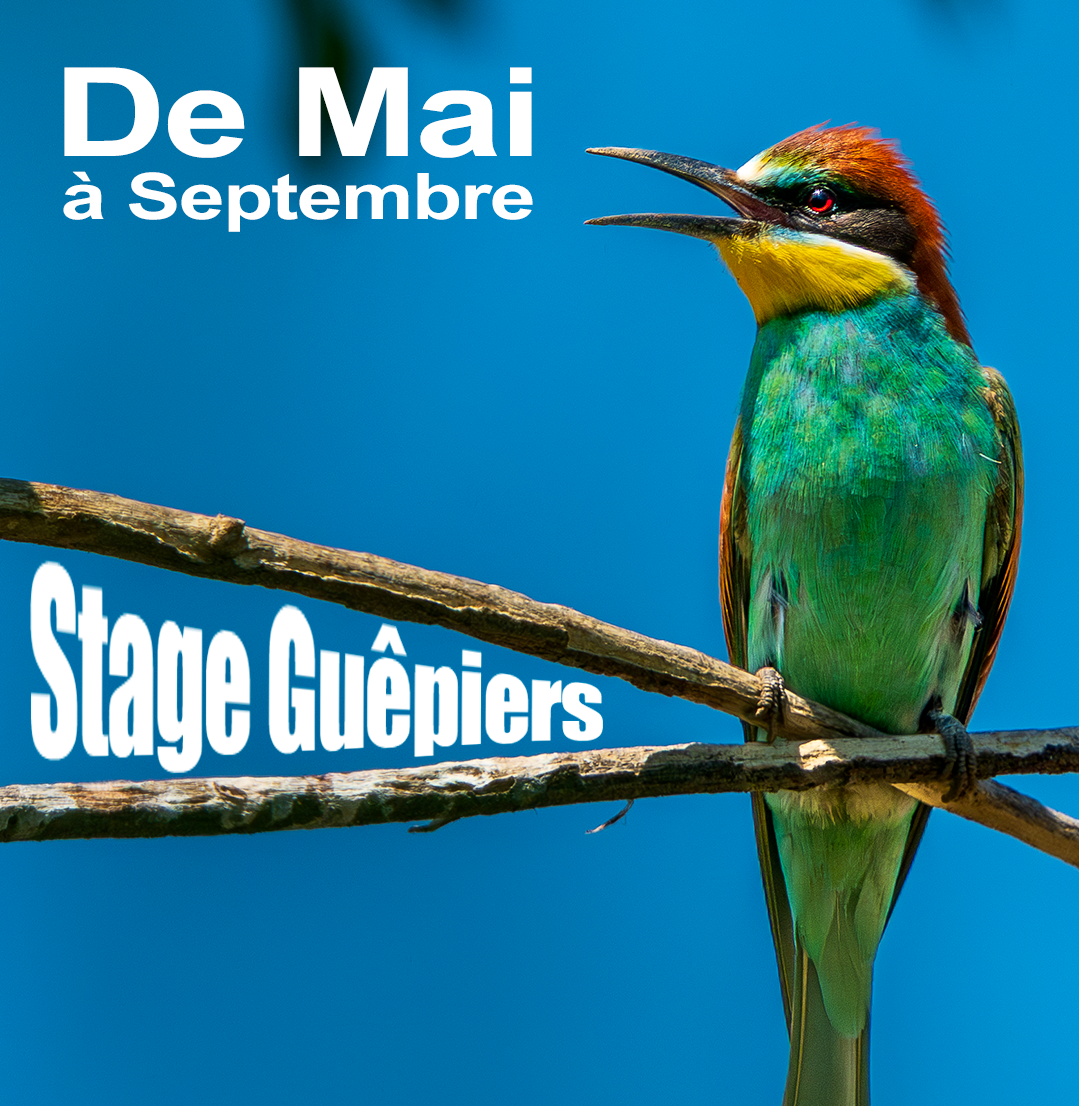 Stages à la photographie nature
