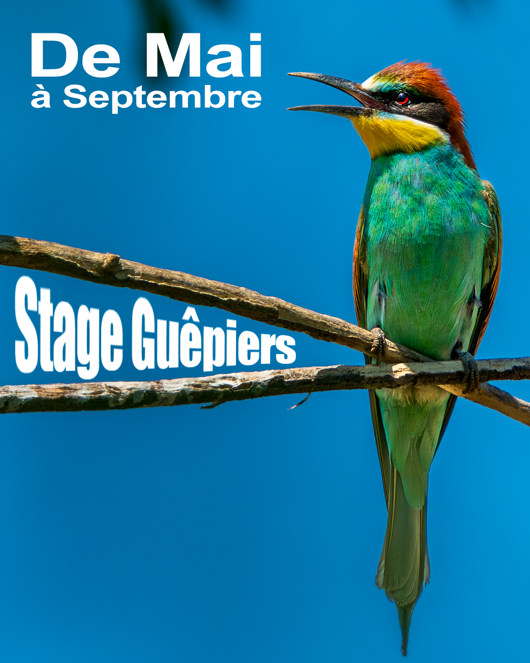 Initiation à la photo animalière en Drôme et Ardèche 