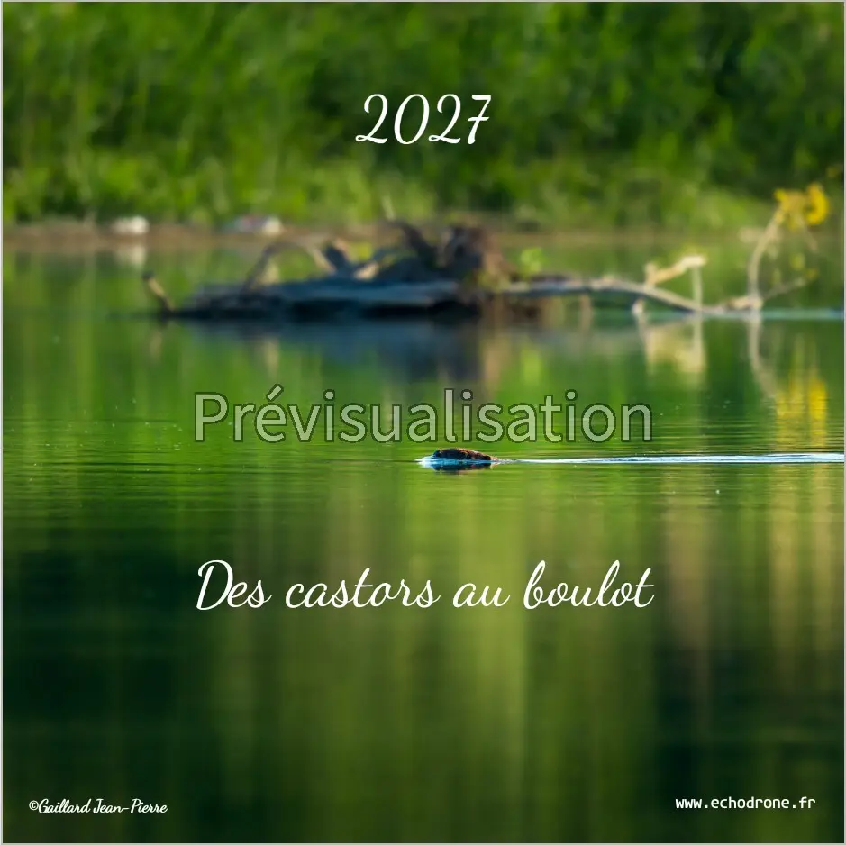 Des castors au boulot Couverture du calendrier Des castors au boulot avec deux castors nageant sur un plan d’eau