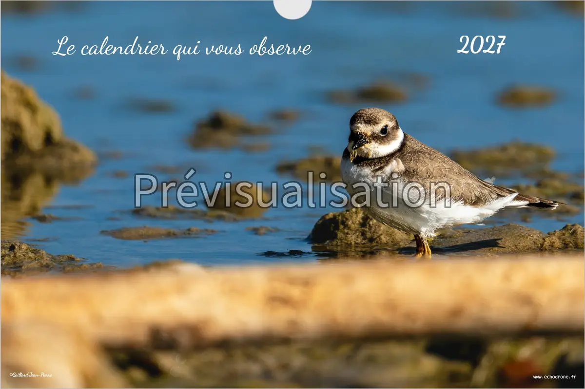 Le calendrier qui vous observe — Planning mural Couverture du planning mural 2027 avec un Grand Gravelot au bord de l’eau