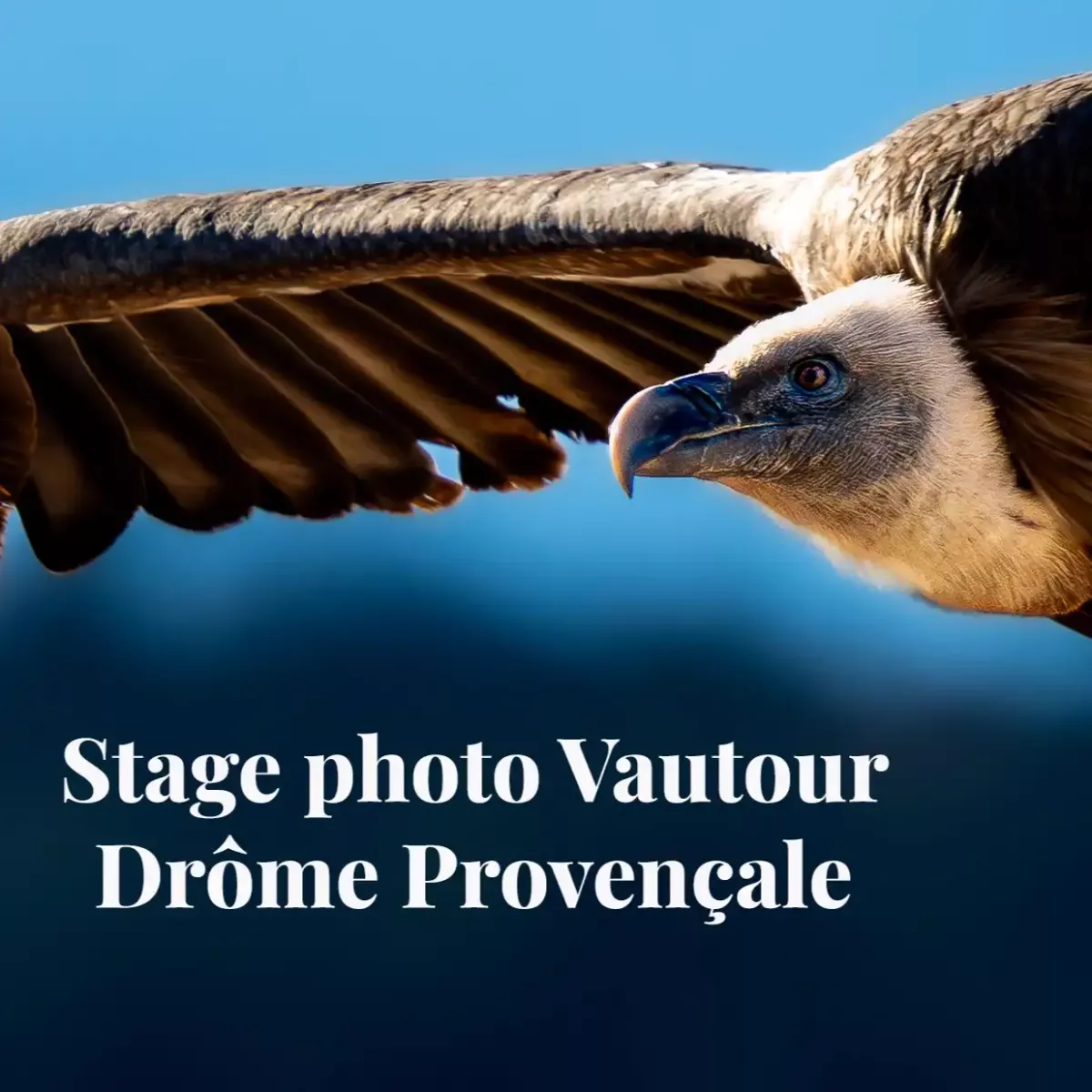 Stage photo vautour visuel