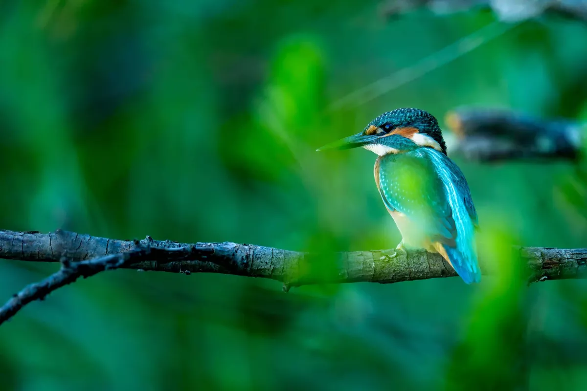 Un martin sur sa branche Matin pêcheur, faune sauvage, photogrpahie animalières