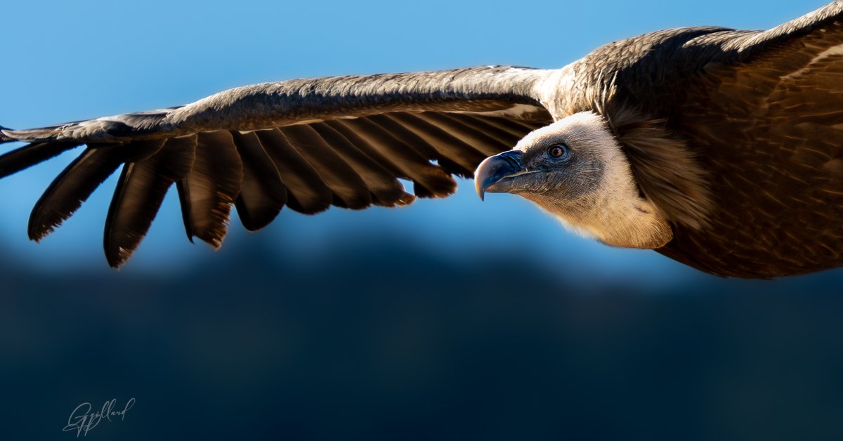 Gros plan de profil sur la tête d'un vautour fauve en vol, montrant le détail de l'œil et du plumage sur fond de ciel bleu.