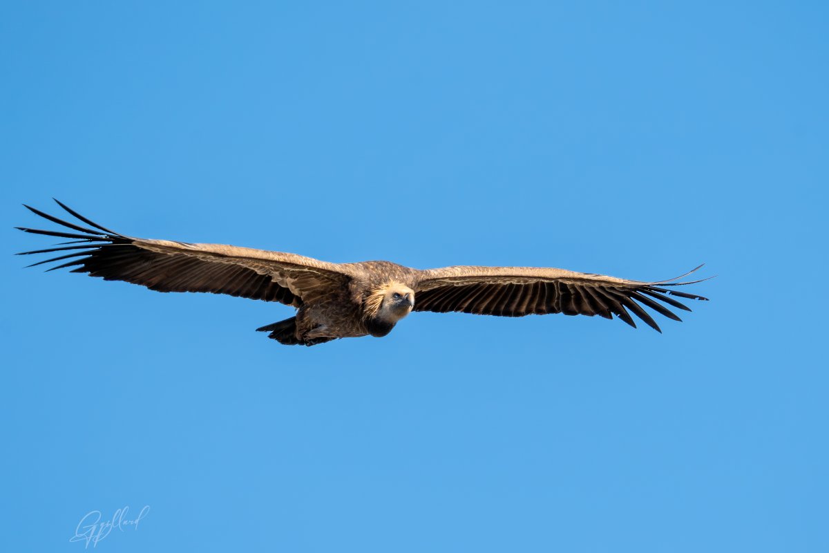 Photographie d'un vautour fauve en plein vol au-dessus des falaises de la Drôme lors d'un stage Echo Drone.