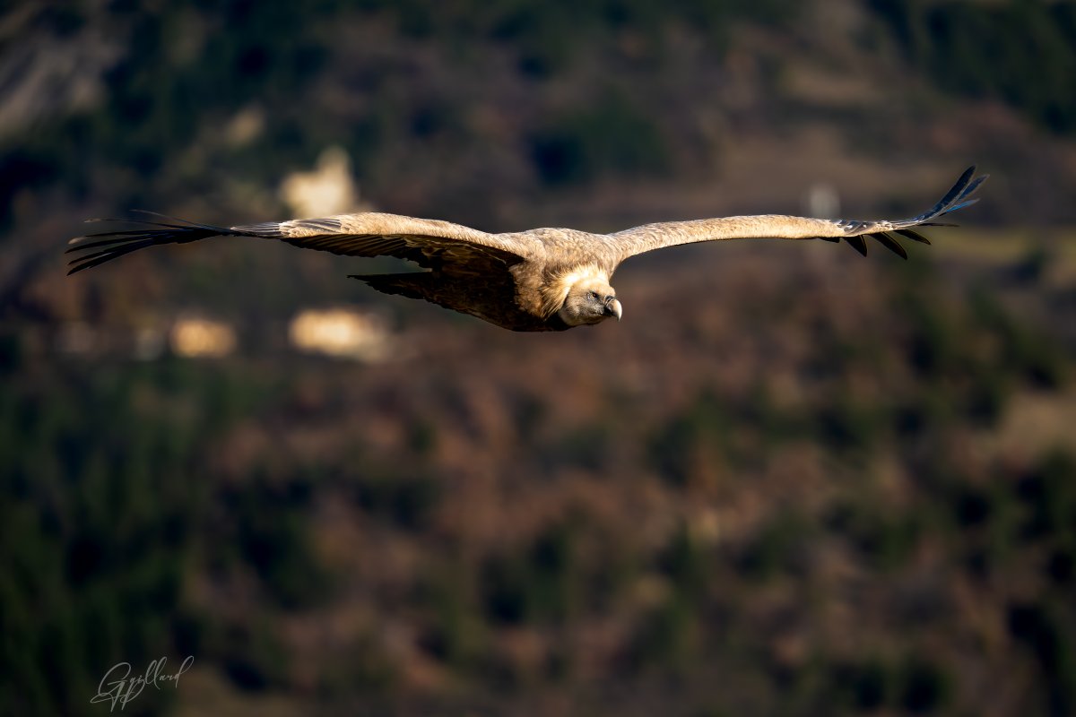 Vautour fauve planant au-dessus des paysages de la Drôme, capturé lors d'un stage photo animalière à Rémuzat
