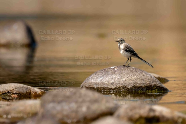 Bergeronnette grise (juvénile)