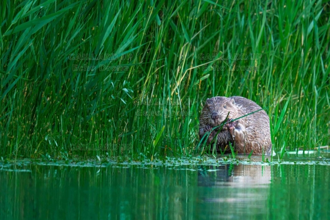 Castor d'Europe à l'heure du dîner - Bord de Drôme