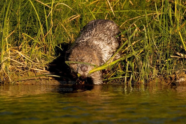 Castor adulte avec son repas - Bord de Drôme