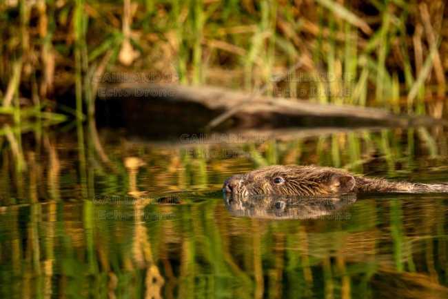 Castor d'Europe nageant au crépuscule - Drôme