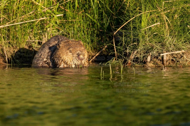 Castor d'Europe au nourrissage - Rivière Drôme