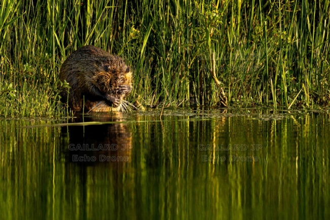 Toilettage du Castor d'Europe au crépuscule - Drôme