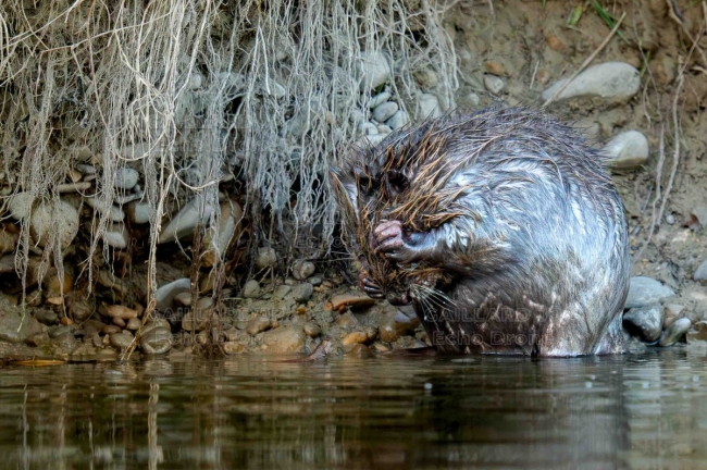 Castorin au toilettage sur la berge - Drôme