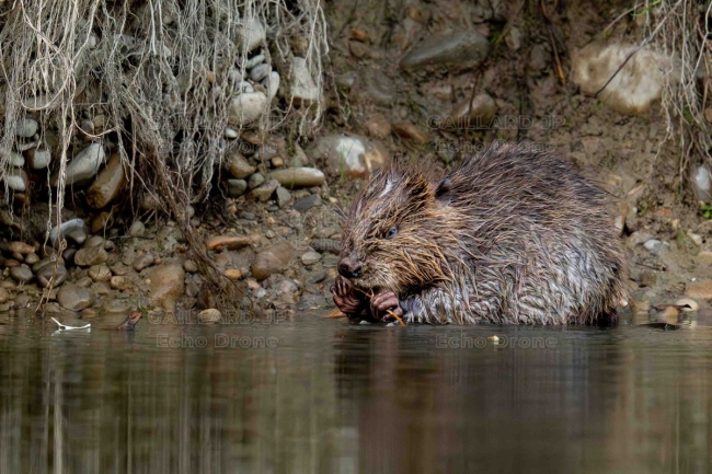 Castorin au repas sur la berge - Drôme