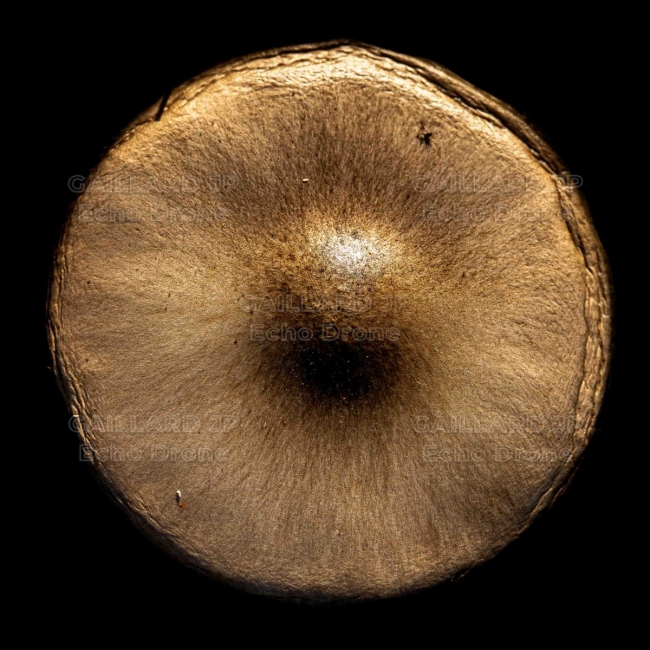 Texture de champignon sauvage - Forêt Drômoise