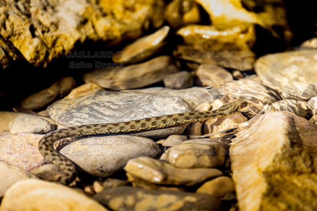 Couleuvre vipérine dans les galets