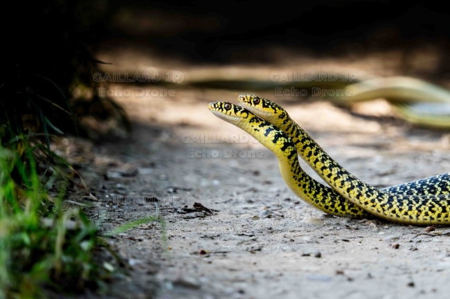 Duo de couleuvres vertes et jaunes - Drôme-Ardèche