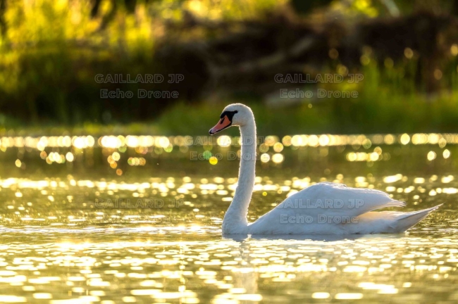 Cygne tuberculé au coucher du soleil – Drôme