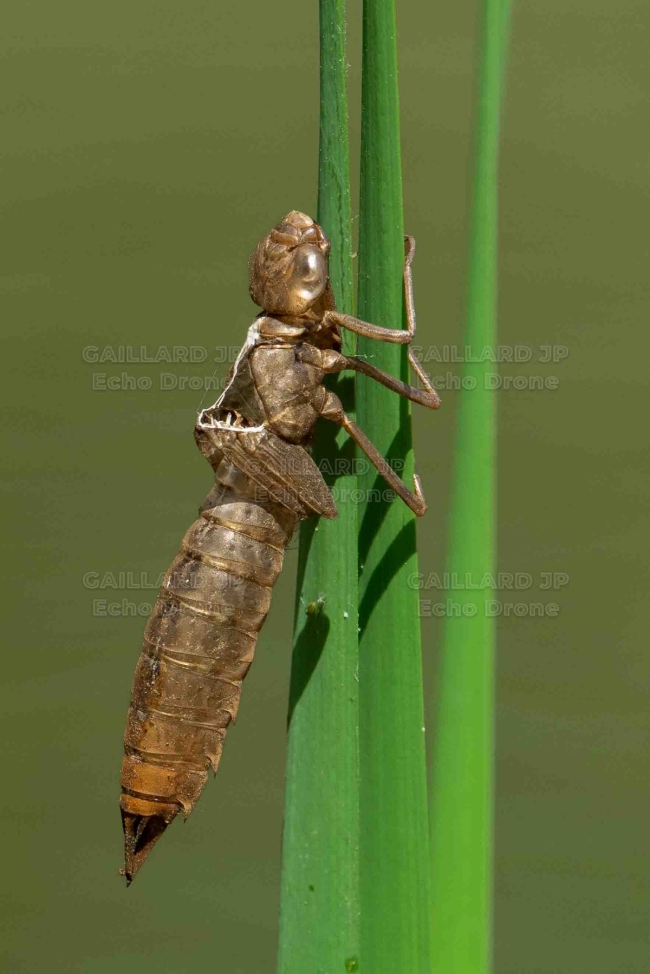 Exuvie de libellule sur tige – Bords de la Drôme