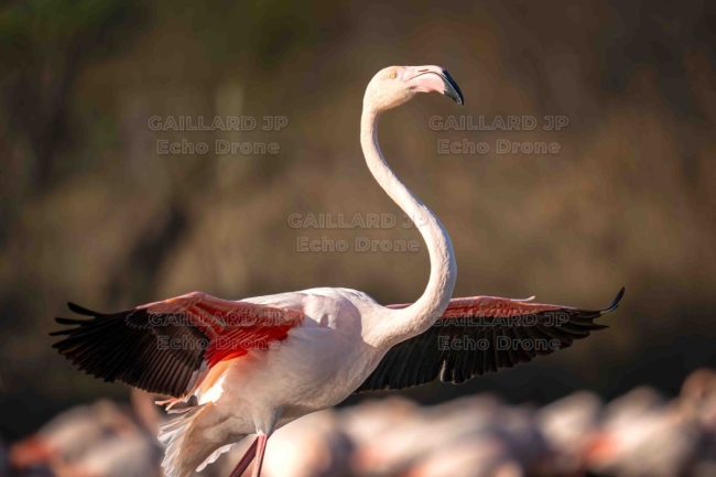 Flamant rose aux ailes déployées – Camargue