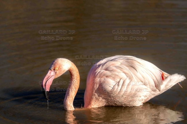 Flamant rose au fil de l'eau – Lumière d'hiver en Camargue