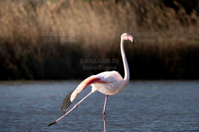 Flamant rose en posture de danse – Camargue sauvage