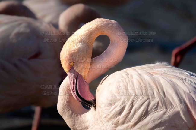 Portrait de Flamant rose en toilettage – Intimité de Camargue