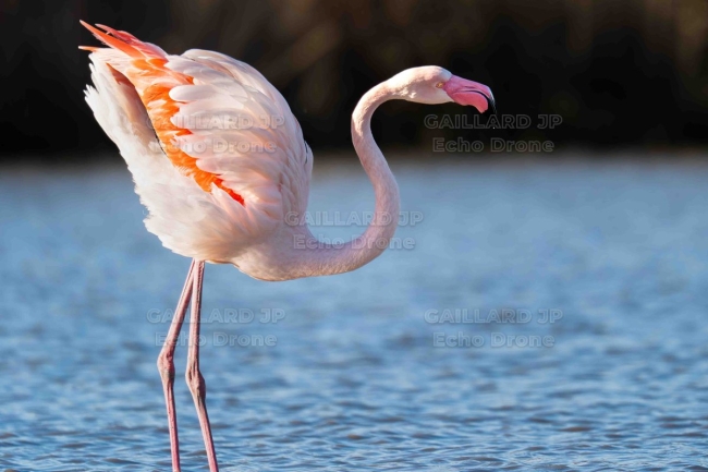 Flamant rose élégant en bordure d'eau – Camargue sauvage