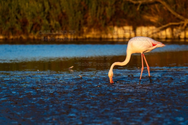 Flamant rose au nourrissage – Crépuscule en Camargue