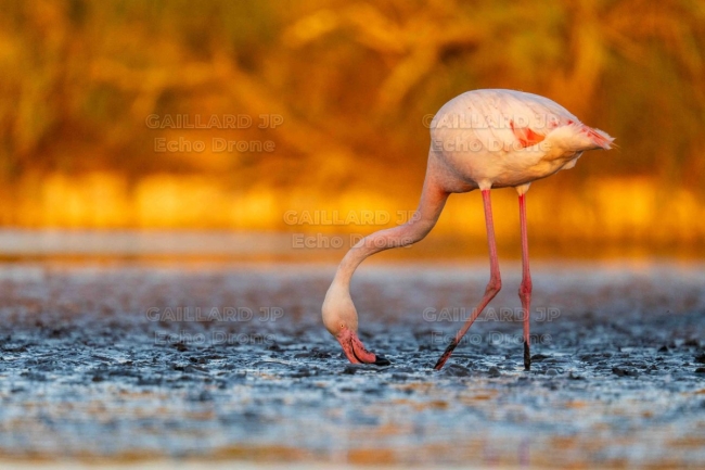 Flamant rose au crépuscule – Alchimie de Camargue