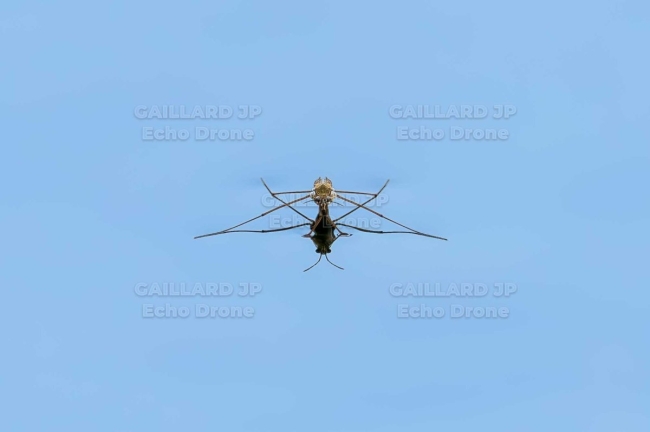Gerris en suspension sur miroir d'eau – Drôme-Ardèche