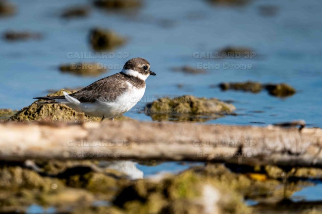 Grand Gravelot juvénile en escale – Rivière Drôme