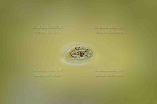 Grenouille verte à la surface de l'eau – Drôme