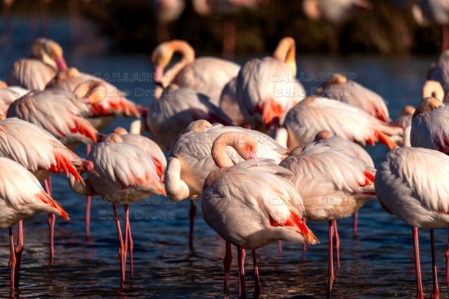 Colonie de Flamants roses – Harmonie sauvage en Camargue