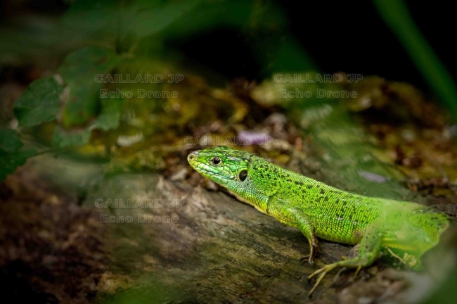Lézard vert occidental sur bois mort – Faune de la Drôme