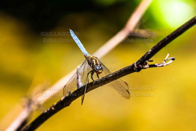 Libellule bleue en plein soleil – Macro-photographie naturaliste