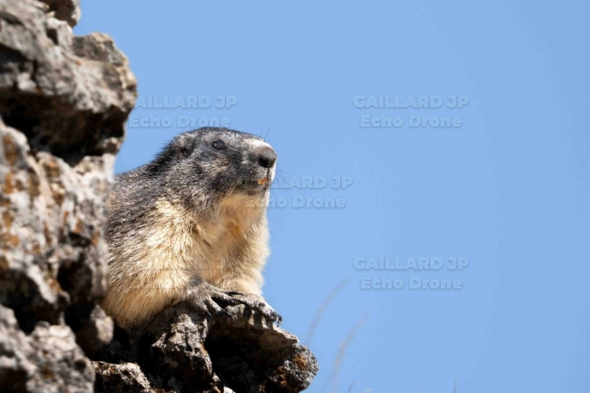 Marmotte des Alpes en sentinelle – Faune de haute montagne