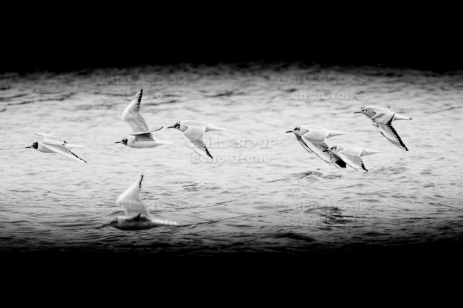 Vol de Mouettes en Noir et Blanc – Graphisme aquatique