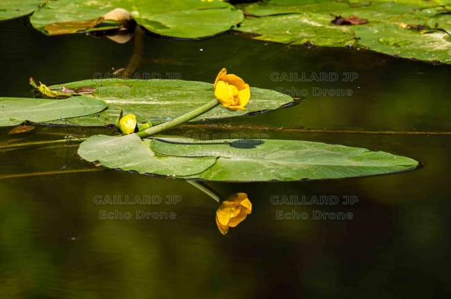 Nénuphar jaune et son reflet – Sérénité des eaux dormantes