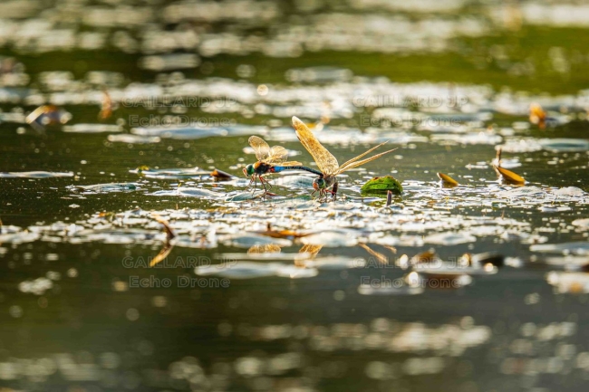 Cœur d'Odonates au soleil couchant – Vie sauvage en Drôme