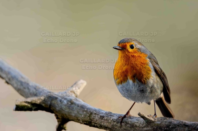 Portrait de Rouge-gorge familier – Douceur et Sérénité