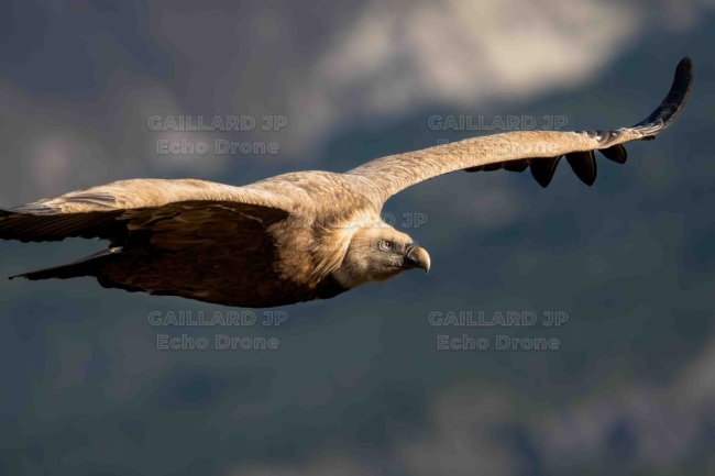 Vautour fauve en vol – Détail et Maîtrise