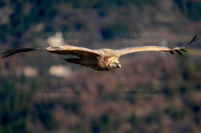 Vautour fauve – Vol frontal et envergure