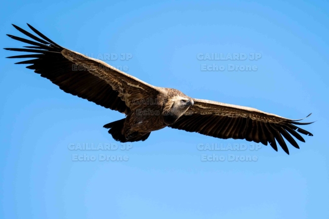 Vautour fauve en plein cadre - Majesté et Liberté
